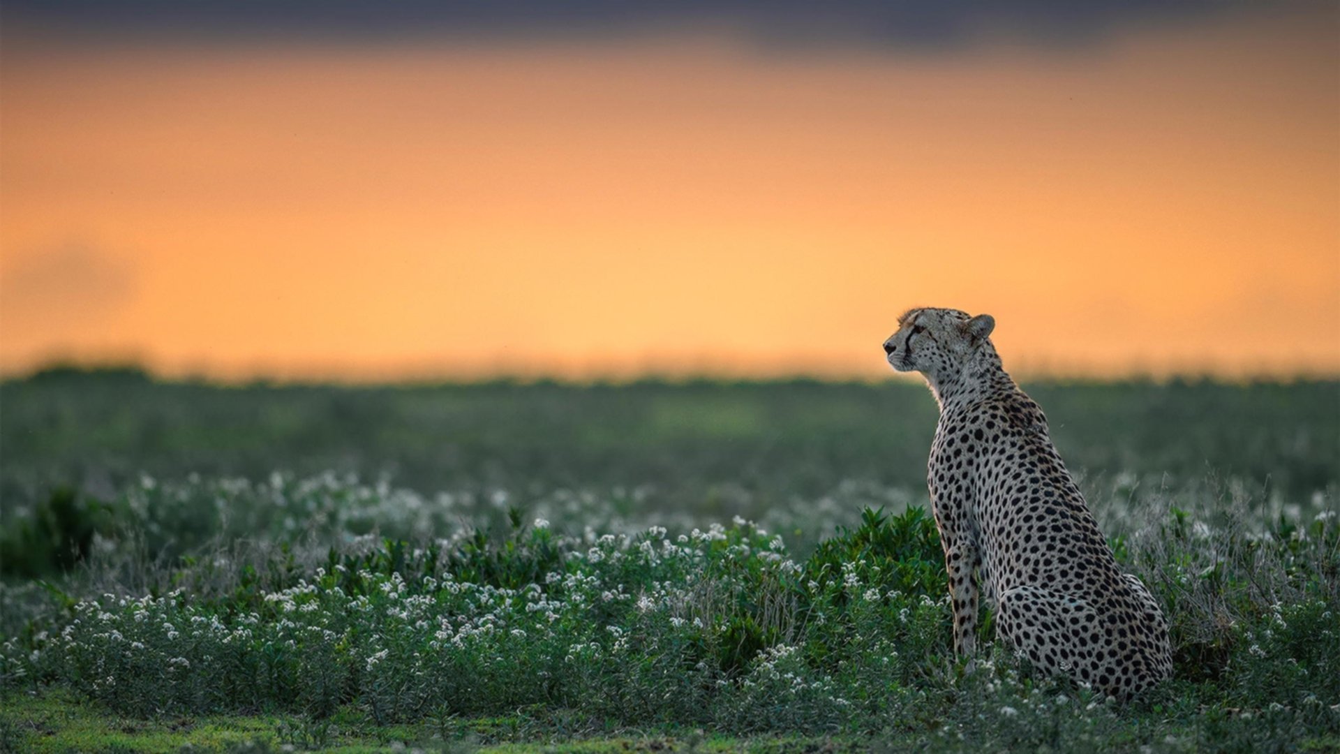 开云体育入口-中国女排主力轮换仍轻取对手,中国女排主力轮换仍轻取对手吗