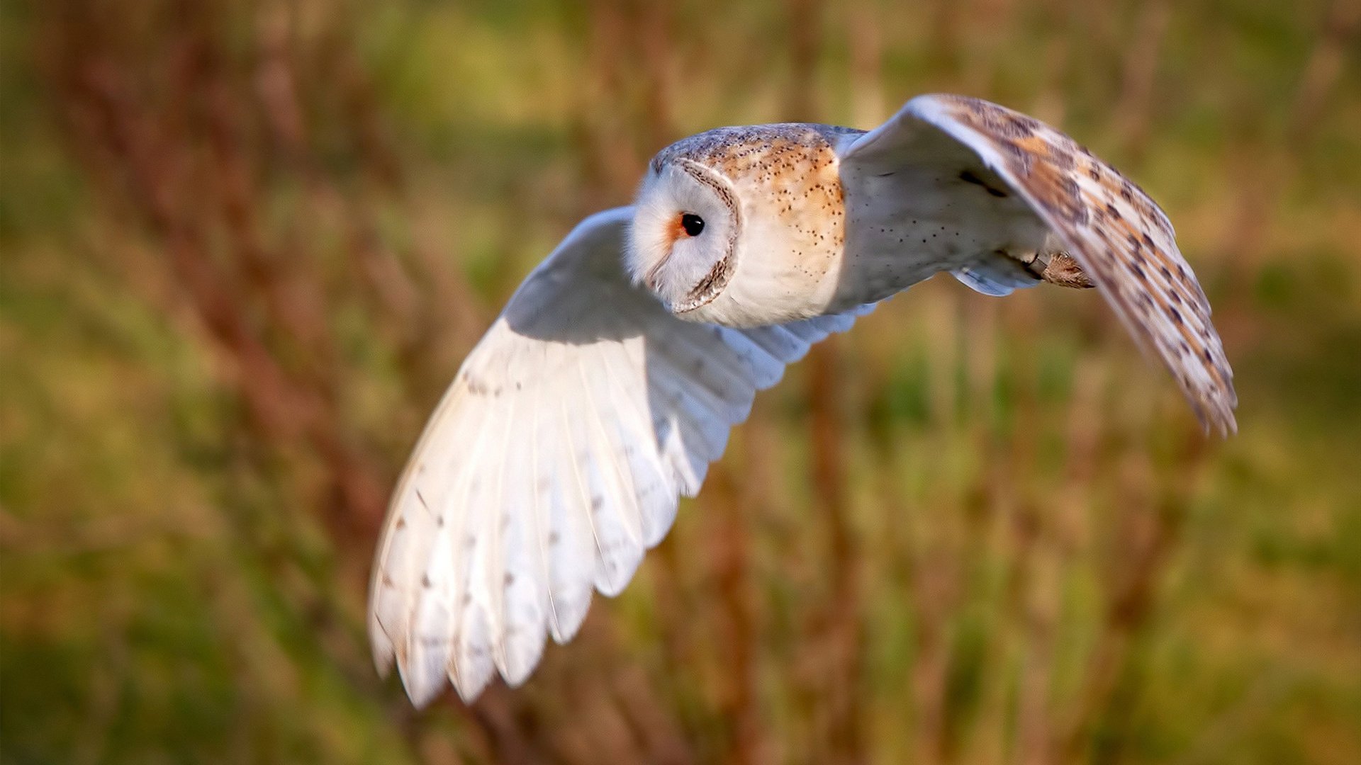 开云体育在线入口-乔·波尔曼的进攻策动能力，让袋鼠队在场上游刃有余，乔丁·波尔特